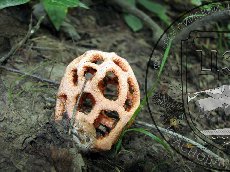 Решеточник красный 001